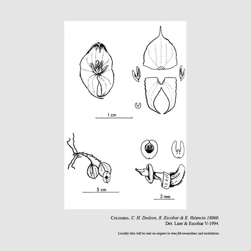 Lepanthes quadricornis